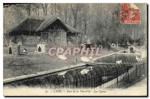 Cartes postales Lyon Parc de la Tete d'Or Les Cygnes