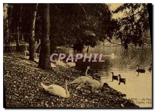 Ansichtskarte AK Lyon Au Parc Le Coin des Cygnes