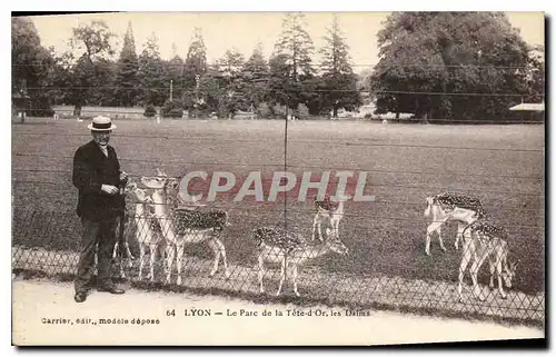 Cartes postales Lyon Le Parc de la Tete d'Or Les Daims