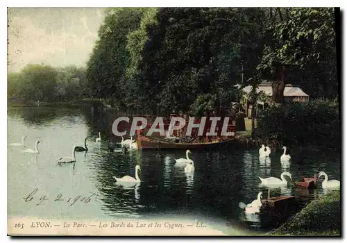 Cartes postales Lyon Le Parc Les Bords du Lac et les Cygnes