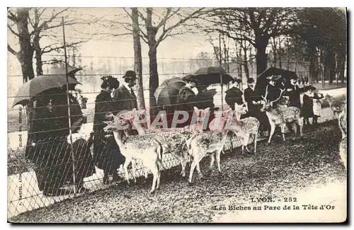 Cartes postales Lyon Les Biches au Parc de la Tete d'Or