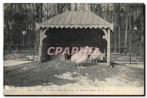 Cartes postales Lyon Le Parc de la Tete d'Or les Pelicans Blanes