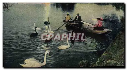 Cartes postales Lyon Un Coin du Lac au Parc de la Tete d'Or