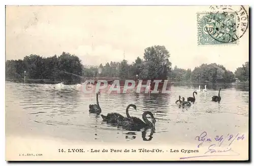 Ansichtskarte AK Lyon Lac du Parc de la Tete d'Or Les Cygnes