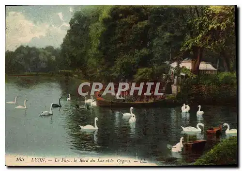 Cartes postales Lyon Le Parc le Bord du Lac et le Cygnes