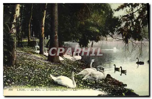 Cartes postales Lyon Au Parc Le Coin des Cygnes