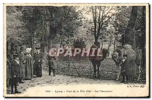 Cartes postales Lyon Parc de la Tete d'Or Les Chameaux