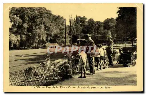 Cartes postales Lyon Parc de la Tete d'Or Un Coin du parc Les Daims Enfants