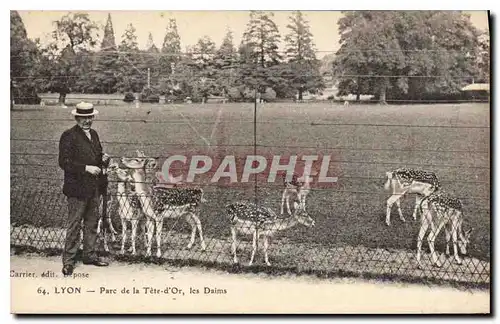 Cartes postales Lyon Parc de la Tete d'Or les Daims