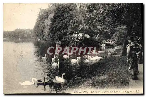 Cartes postales Lyon Le Parc le Bord du Lac et les Cygnes