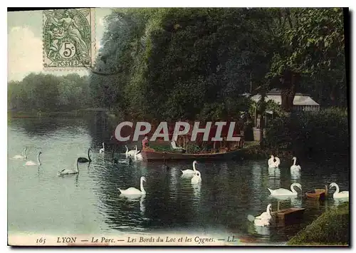 Cartes postales Lyon Le Parc Les Bords du Lac et les Cygnes