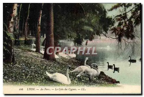 Cartes postales Lyon Au Parc Le Coin des Cygnes