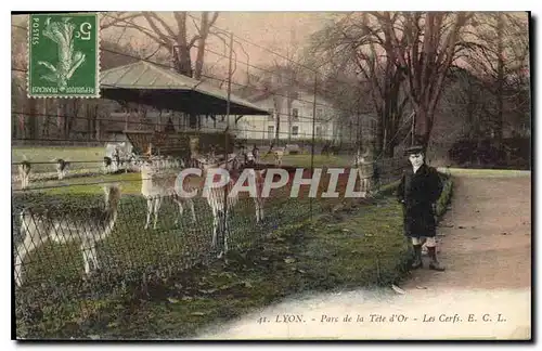 Cartes postales Lyon Parc de la Tete d'Or Les Cerfs