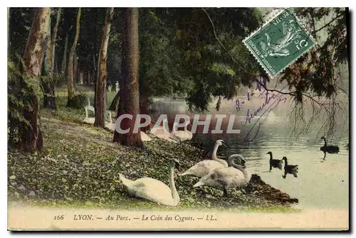 Cartes postales Lyon Au Parc Le Coin des Cygnes