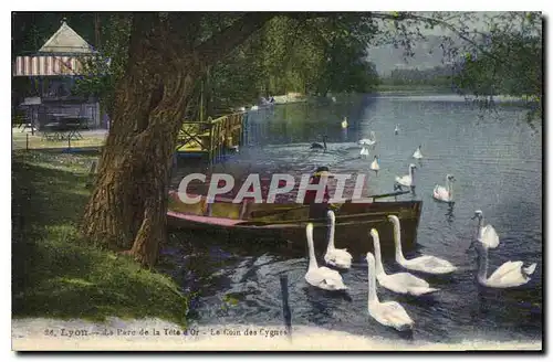 Ansichtskarte AK Lyon Le Parc de la Tete d'Or Le Coin des Cygnes