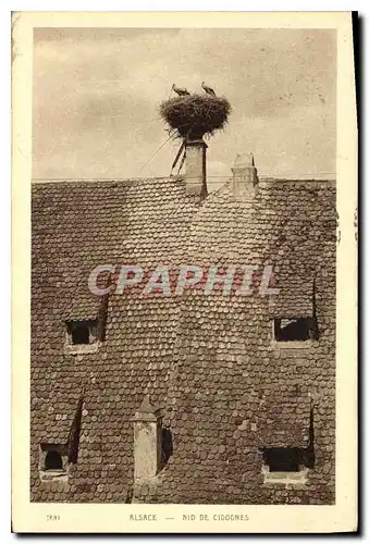 Cartes postales Alsace Nid de Cigognes