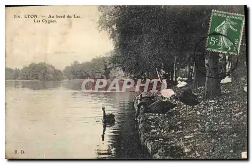 Cartes postales Lyon Au bord du Lac Les Cygnes