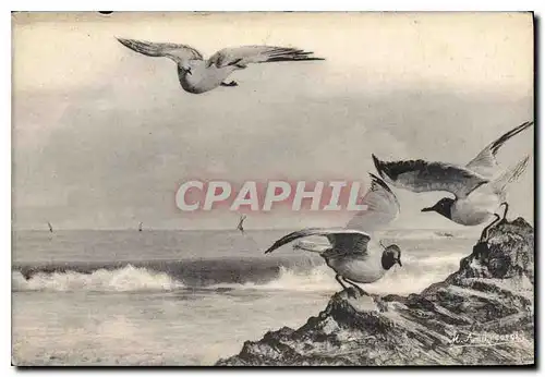 Cartes postales Mouettes Oiseaux