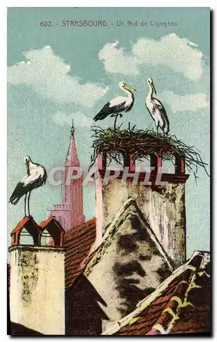 Cartes postales Strasbourg Un Nid de Cigognes