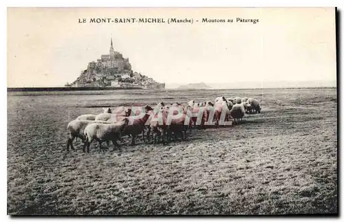 Ansichtskarte AK Le Mont Saint Michel Manche Moutons au Paturage