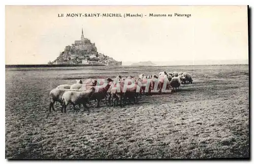Cartes postales Le Mont Saint Michel Manche Moutons au Paturage
