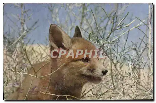 Cartes postales Renard des Sables Libye