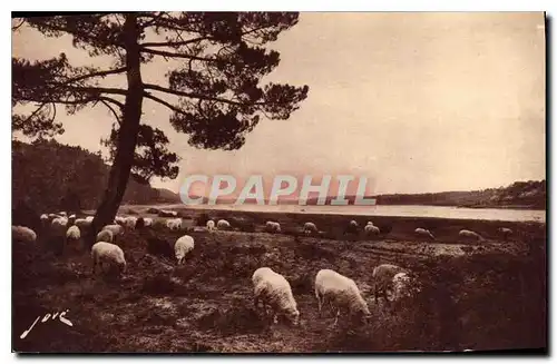 Ansichtskarte AK Hossegor pres Capbreton Landes Paturages au bord du lac Moutons