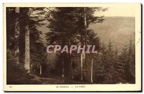 Cartes postales Le Hohwald La Foret