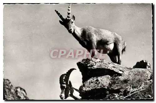 Cartes postales Les animaux de la Montagne Bouquetin