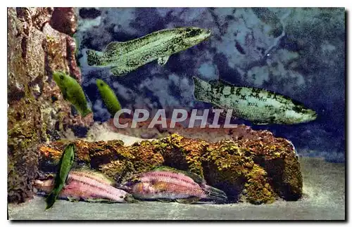 Cartes postales moderne Aquarium de Monaco Cliche Barba Propriete exclusive du Musee Oceanographique Labrida