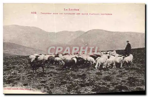 Cartes postales La Lozere Troupeau dans les Paturagee Haute Plateaux Lozeriens Berger Moutons