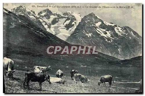 Cartes postales Dauphine Col du Lautaret (2075 m) le Glacier de l'Homme et la Meije Vaches
