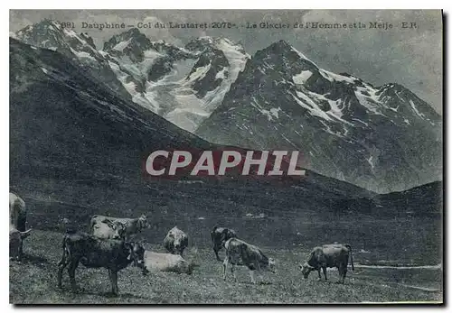 Cartes postales Dauphine Col du Lautaret 2075 m le Glacier de l'Homme et la Meije Vaches