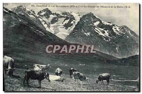 Cartes postales Dauphine Col du Lautaret (2075 m) le Glacier de l'Homme et la Meije Vaches