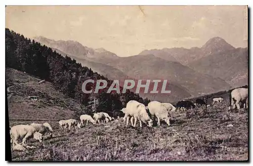 Ansichtskarte AK Les Beaux Paysages de France les Pyrenees Le Col d'Aspin (1497 m) Moutons au Paturage