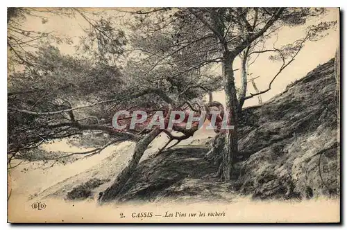 Cartes postales Cassis Les Pins sur les Rochers