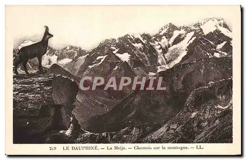 Cartes postales Le Dauphine La Meije Chamois sur la Montagne