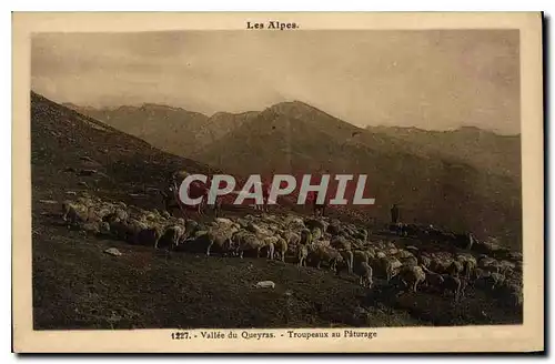 Ansichtskarte AK Les Alpes Vallee du Queyras Troupeaux au Paturage