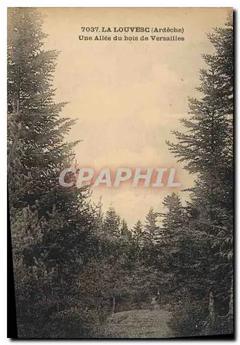 Cartes postales La Louvesc Ardecge Une Allee du bois de Versailles