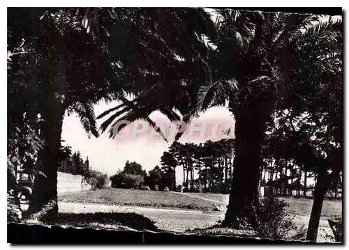 Cartes postales La Cote d'Azur Cavalaire sur Mer Les Palmiers