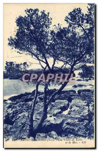 Cartes postales Saint Raphael Var les Lions de Terre et de Mer