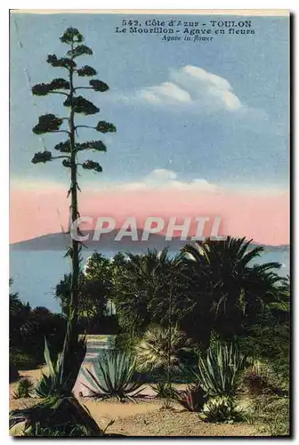 Cartes postales Cote d'Azur Toulon le Mourillon agave en fleurs