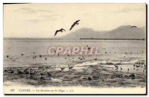 Ansichtskarte AK Cannes Les Mouettes sur la Plage