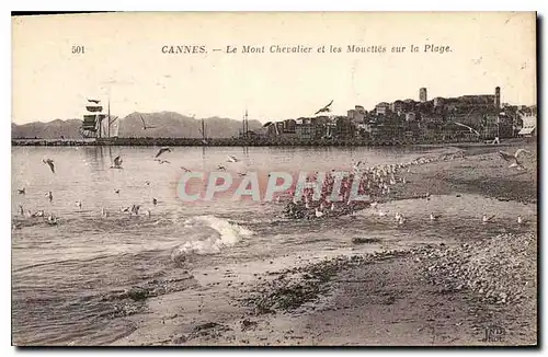 Cartes postales Cannes Le Mont Chevalier et les Mouettes sur la Plage