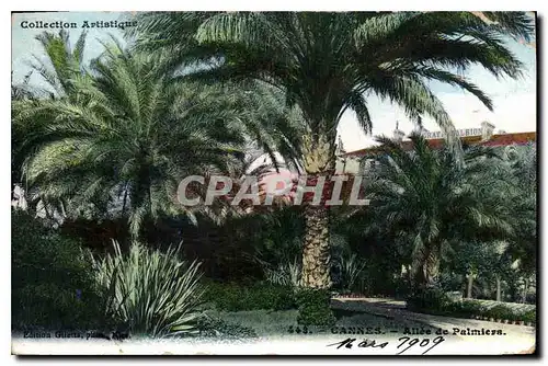 Cartes postales Cannes Allee de Palmiers