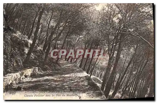 Cartes postales Cote d'Azur Nice Chemin Forestier dans les Pins du Montboron