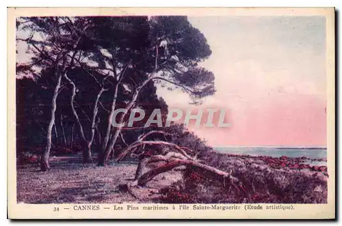 Cartes postales Cannes Les Pins maritimes a l'Ile Sainte Marguerite Etude artistique