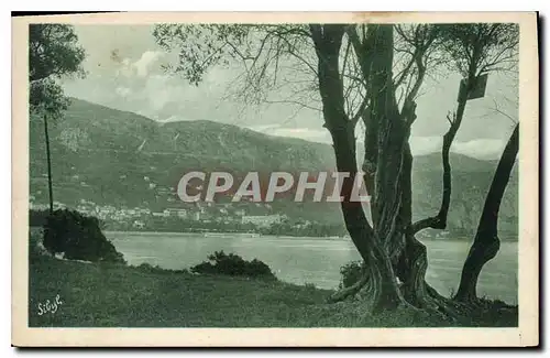 Cartes postales Beaulieu A travers les Olivers du Cap Ferrat