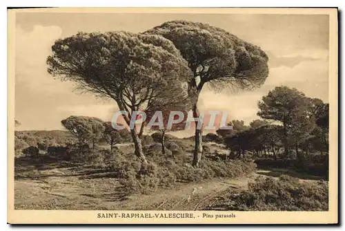 Cartes postales Saint Raphael Valescure Pins parosols