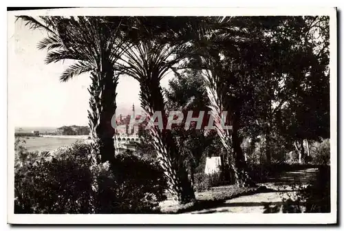 Cartes postales Cote d'Azur Menton La Ville vue a travers les Palmiers